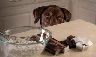狗为什么不能吃巧克力,狗吃巧克力会死吗 狗能吃巧克力吗